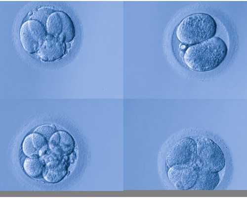 供卵试管有什么危险,广州助孕公司有哪些_试管助孕机构